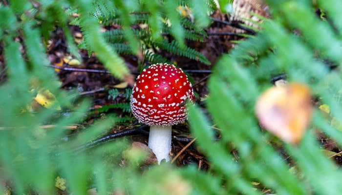 red and wite mushroom on green fern