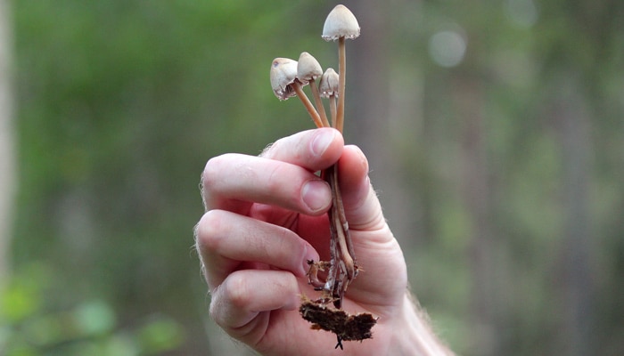 mushrooms grow