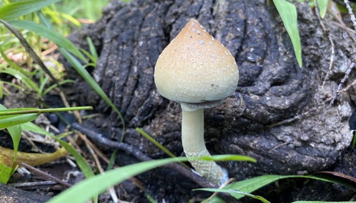 Psilocybe cubensis growing on cow dung in Alva, Florida.