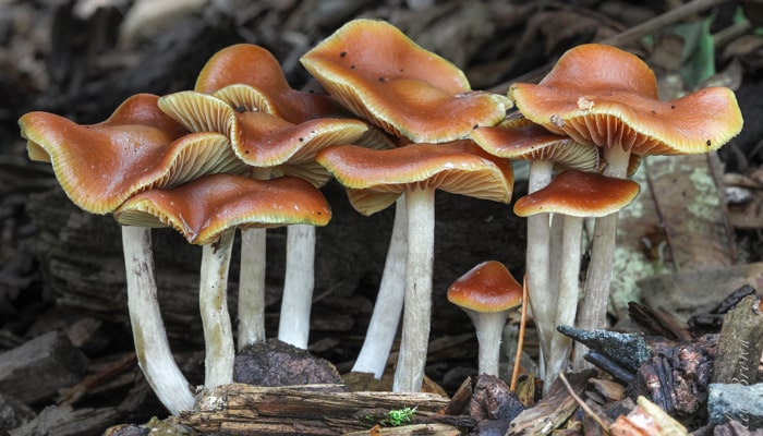 Psilocybe cyanescens