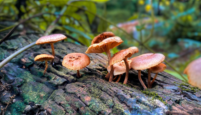 Shrooms help people get freedom from addiction