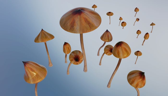 Psilocybin Magic Mushrooms