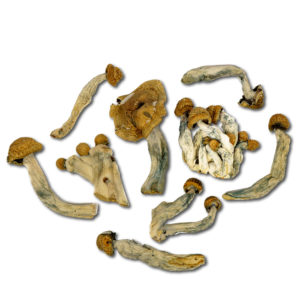Blue Meanies Cubensis Mushrooms - Raw Material