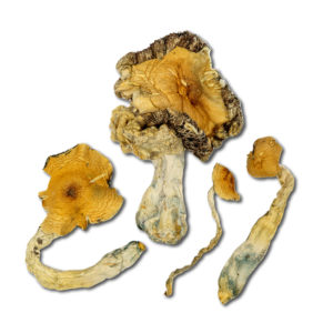 Hawaiian Cubensis Mushrooms - Raw Material