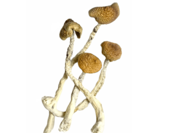 aztec god shrooms