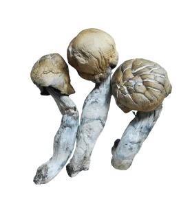 Makilla Gorilla Shrooms - Raw Material