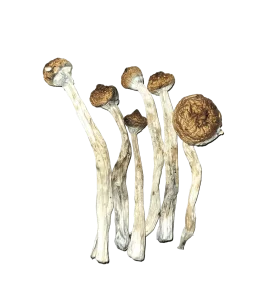 Tidal Wave Shrooms - Raw Material