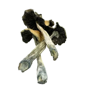 Alacabenzi Cubensis Shrooms - Raw Material
