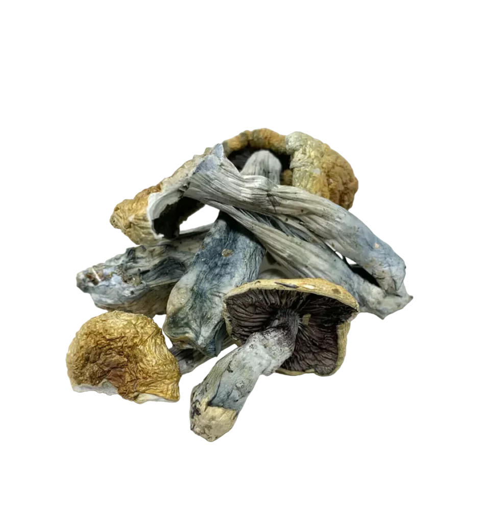 Vietnamese Cubensis Shrooms
