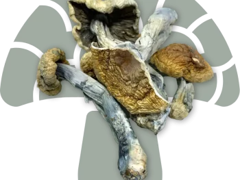What Are Vietnamese Magic Mushrooms?