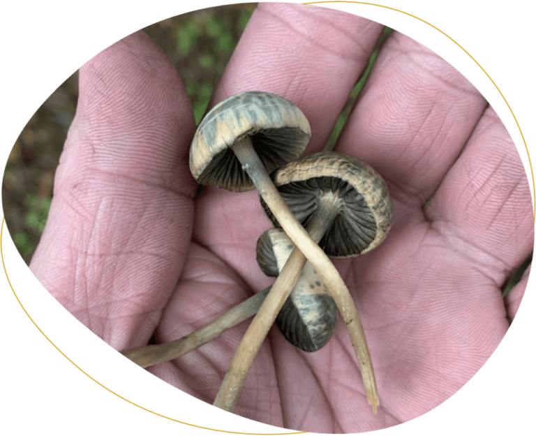 Magic mushrooms