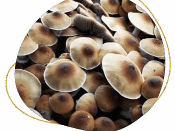 Vietnamese Magic Mushrooms for Beginners: What to Expect