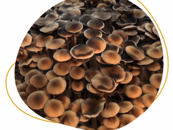 Health Benefits of Vietnamese Magic Mushrooms